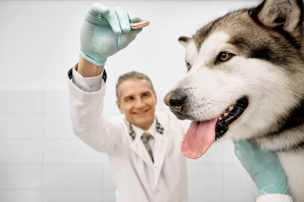 Veterinario medico alimentazione grande cane in clinica . — Foto Stock