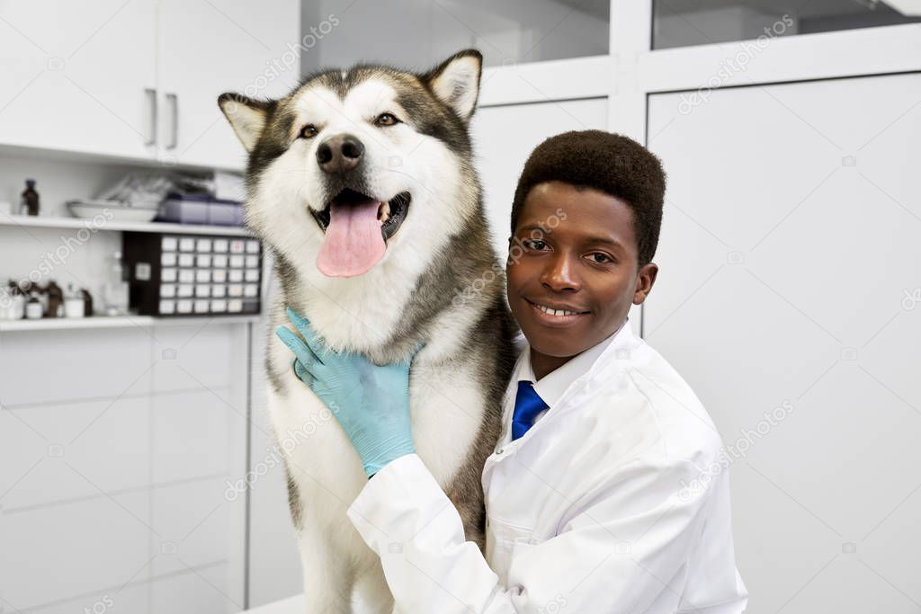 African veterinarian hugging and stroking malamute, posing.