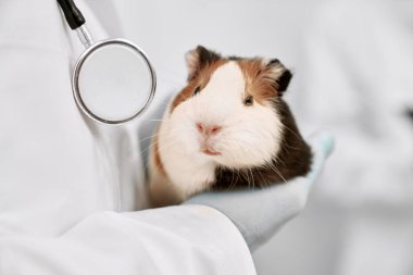 Sevimli beyaz ve kahverengi hamster yakın.