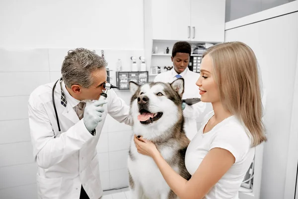 Tierarzt untersucht Augen von großen Malamuten. — Stockfoto