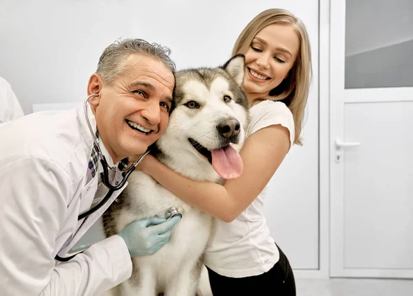 Bella donna e veterinario abbracciare malamute, sorridente . — Foto Stock