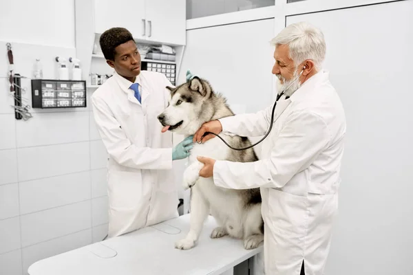 Vets-ban orvosi egyenruha vizsgáló kutya-val fonendoszkóp. — Stock Fotó