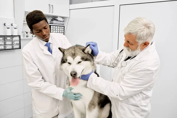 Veterinario anziano e assistente osservante orecchio di malamute . — Foto Stock