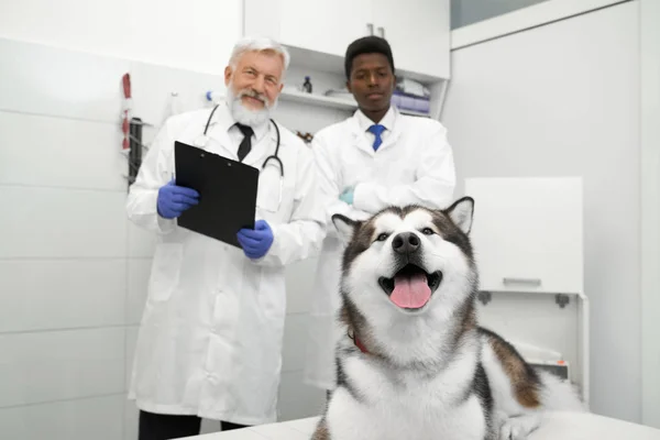 Malamute fekvő veterán Klinika, állatorvosok pózol mögött. — Stock Fotó