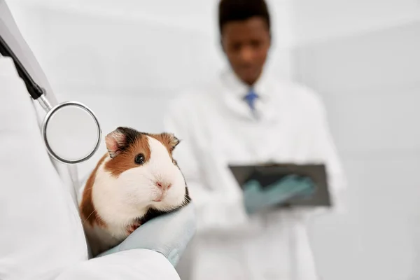 Fehér és barna hörcsög az állatorvos kezén a klinikán. — Stock Fotó