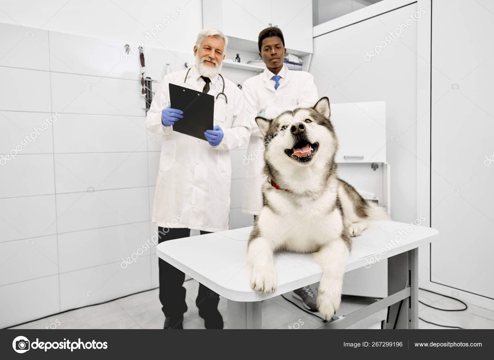 Malamute feliz deitado na mesa na clínica veterinária, veterinários posando  . — Foto © serhii.bobyk.gmail.com #267299196, image size:1600x1167