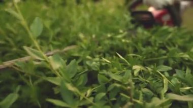 Yeşil yaprakların ve çit makası kesme çalıların yakın çekim