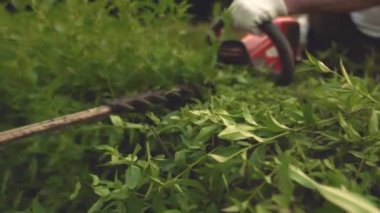 Bahçede budama çalılık sürecinin yakın çekim