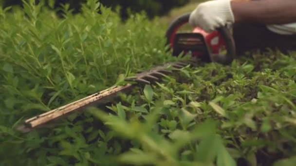公园中对冲剪子修剪灌木丛的选择性焦点 — 图库视频影像