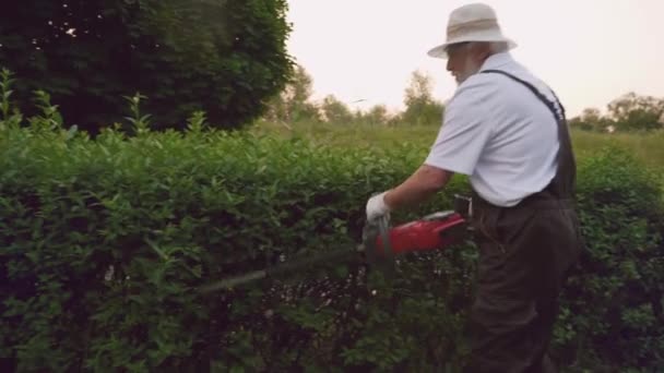 Садовник мужского пола держит ножницы для изгороди и делает форму кустов — стоковое видео