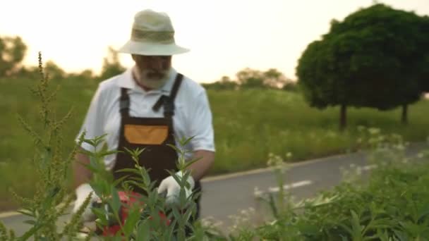 Vista ao redor do jardineiro masculino que trabalha no jardim — Vídeo de Stock