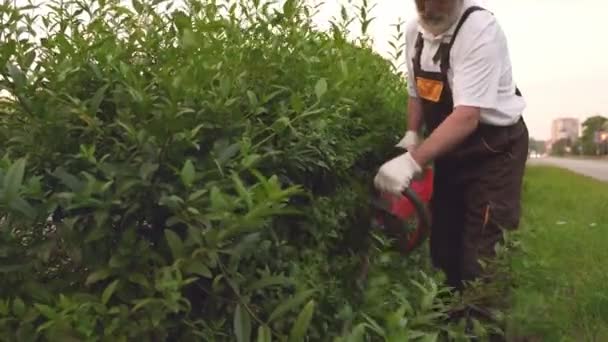 Heckenschere schneidet Sträucher im Park selektiv — Stockvideo