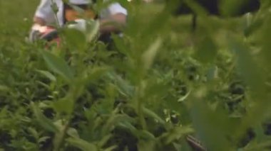 Bahçecilik sürecinin kırpılmış görünümü