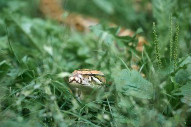 Phyton bahçede sürünüyor..
