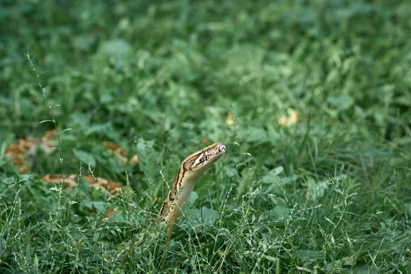 Serpiente asustadiza acostada, arrastrándose en la vegetación . —  Fotos de Stock