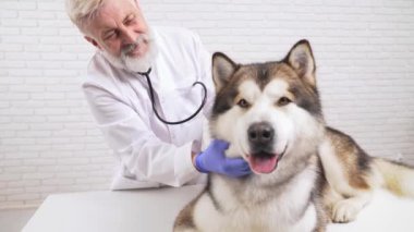 Erkek veteriner klinikte hasta kulaklarını kontrol ediyor.
