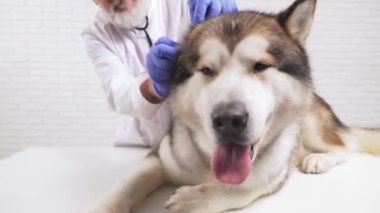 Sakallı veteriner, bakımlı bir köpeğin kulaklarını temizliyor.