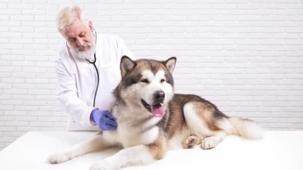 Vet doctor listening dogs heart beating with stethoscope — Stock Video