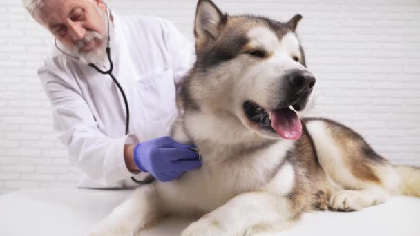 Ветеринар-мужчина осматривает большую серую собаку стетоскопом — стоковое видео