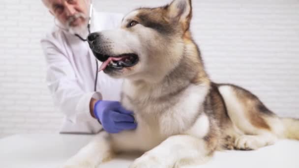 Veterinario anziano medico ascolto cuore di cane da stetoscopio in clinica — Video Stock