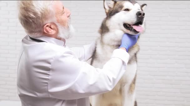 Счастливого ветеринара с большой ухоженной собакой в клинике — стоковое видео