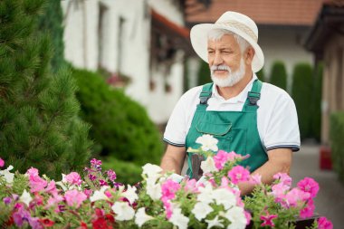 Yaşlı erkek bahçıvan çiçeklerle ilgileniyor..