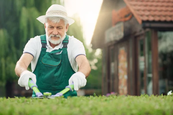 Jardinero macho mayor cortando matorrales . — Foto de Stock