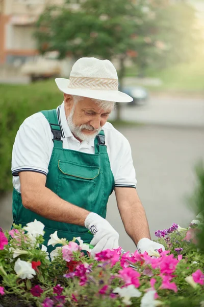 Jardinero mayor poda flores al aire libre . —  Fotos de Stock