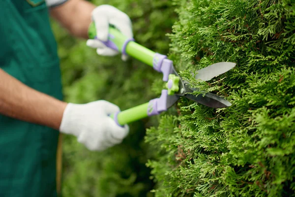 Nůžky v zahradnických rukách stříhají zarostlé keře. — Stock fotografie