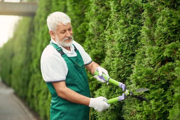 Jardinero senior usando tijeras para arbustos . — Foto de Stock