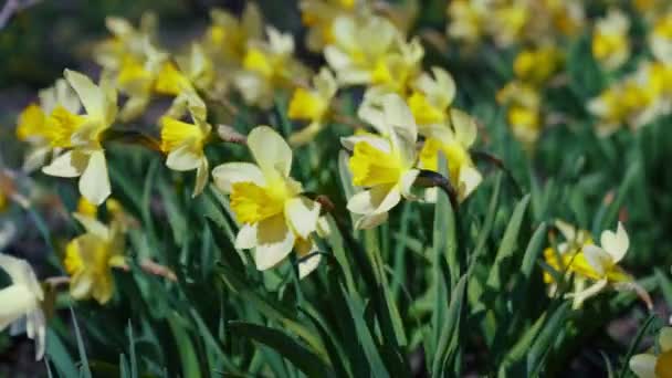 Flores de narciso floreciendo en hileras de jardín . — Vídeo de stock