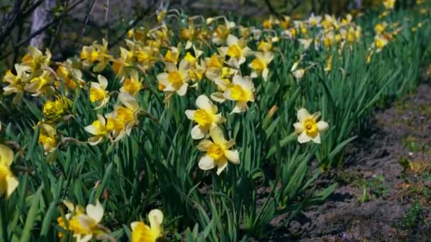 Daffodil bloemen zwaaien in de wind in de tuin rijen. — Stockvideo