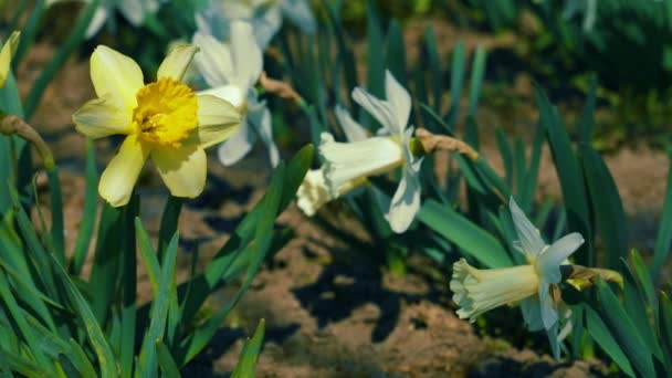 Daffodil bloemen bloeien in de tuin rijen. — Stockvideo