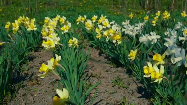 Daffodil bloemen bloeien in de tuin rijen. — Stockvideo