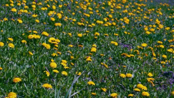 Feld mit gelben Löwenzahnblüten. — Stockvideo