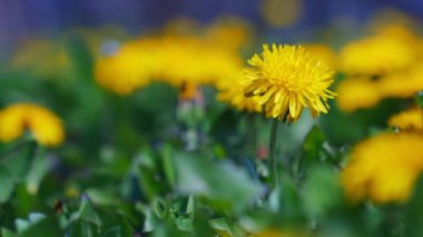 Güneşli çayırlarda parlak karahindiba çiçekleri.