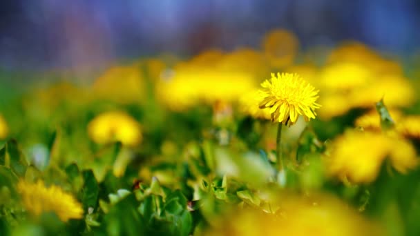 Žlutá pampeliška květiny ve slunečný den. — Stock video