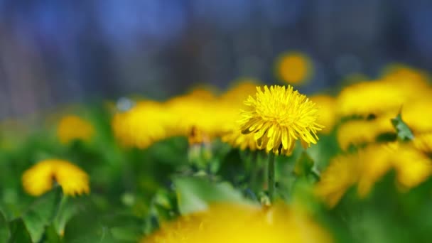 Flores de diente de león amarillo en día soleado . — Vídeos de Stock