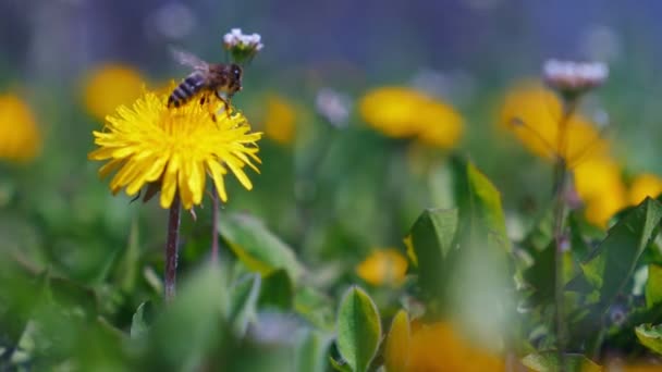 Bee collecting nectar from dandelion flower. — Stock Video