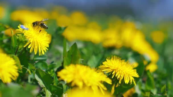 Abeja recolectora de néctar de diente de león . — Vídeo de stock