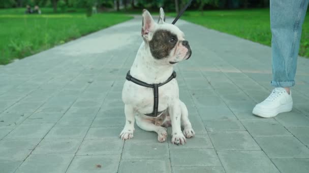 Bulldog francés sentado en la carretera en el parque . — Vídeo de stock