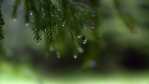 Curah hujan di cabang pohon pinus. — Stok Video