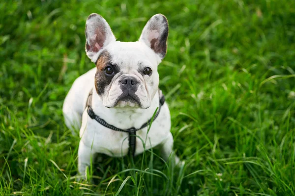 Bouledogue français assis sur l'herbe verte à l'extérieur. — Photo