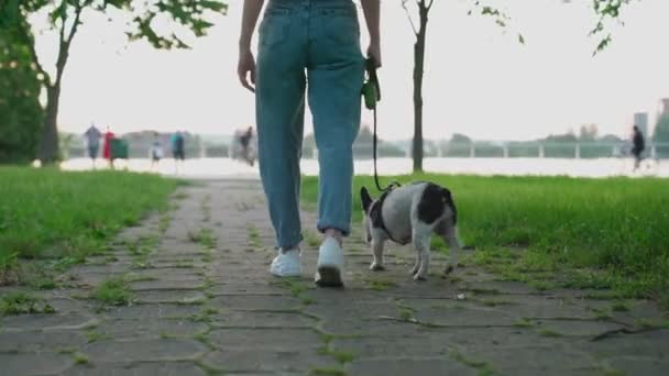 无法辨认的女人和法国斗牛犬在公园里散步. — 图库视频影像