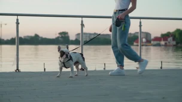 Femme méconnaissable marchant avec un bouledogue français dans le parc. — Video