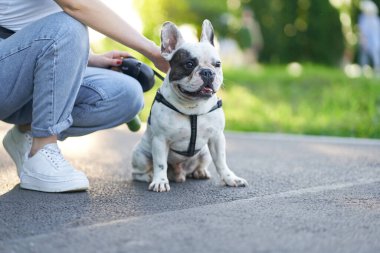 Fransız bulldog parkta dinleniyor..