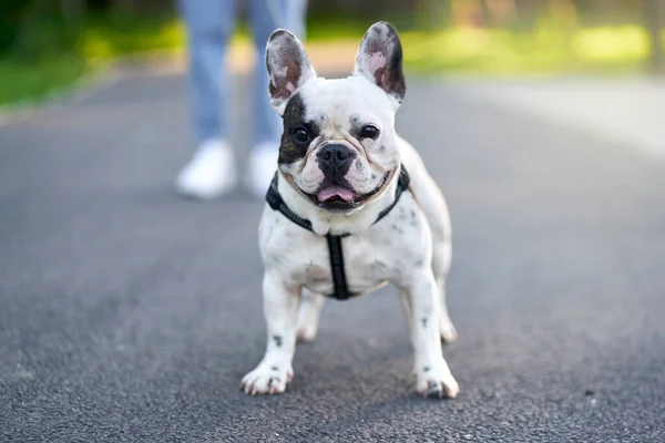 Bouledogue français posant sur le sol dans le parc. — Photo