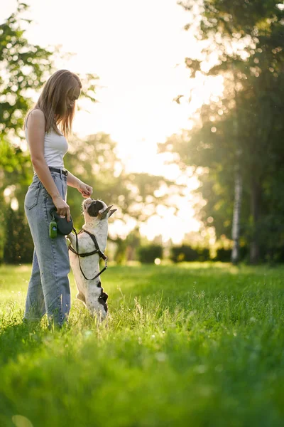 Young woman training french bulldog in park.