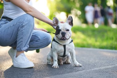 Fransız bulldog parkta oturuyor..