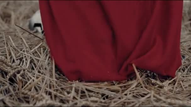 Jambes en sandales de spartiate marchant dans un champ sec. — Video